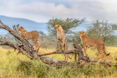 South Africa