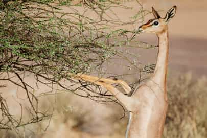 The Samburu Special Five