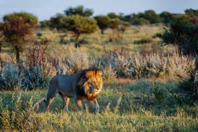 Lions of the Kalahari