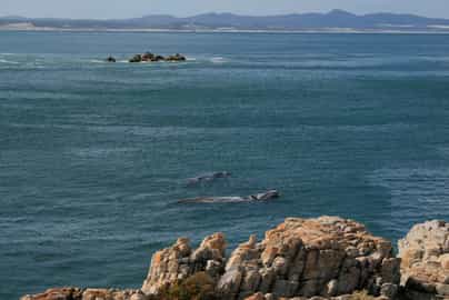 Whale watching