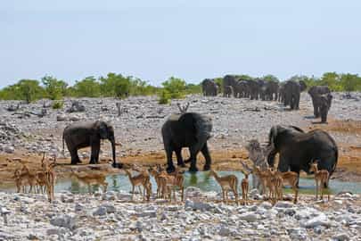 Waterholes