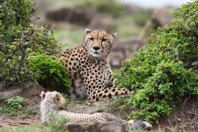 Cheetah conservation