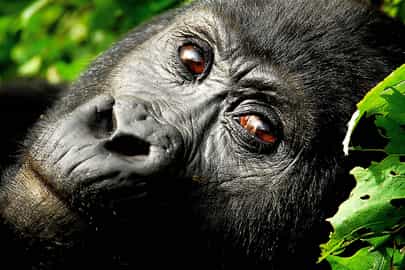 Gorilla trekking