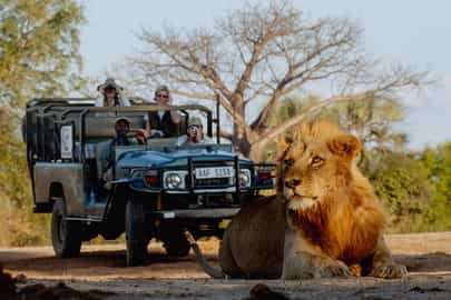 Track wildlife on a game drive in Lower Zambezi