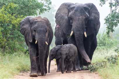 Search for the famous Big Five in the Kruger