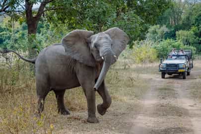 Game drive