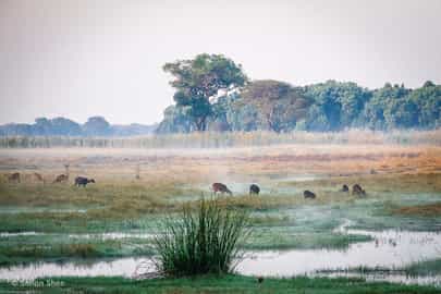 Region image