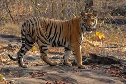 Explore Satpura National Park on a jeep safari