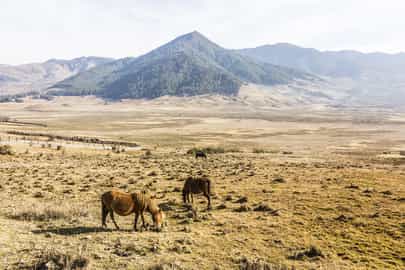 Region image
