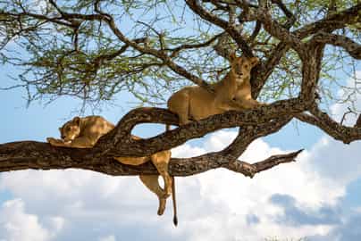 Tree climbing lions