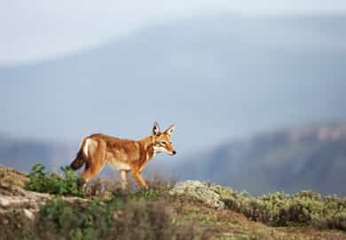 Ethiopian Wolf