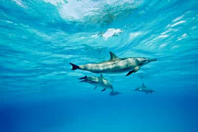 Snorkelling