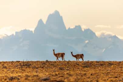 Spot diverse Patagonian wildlife in El Chalten