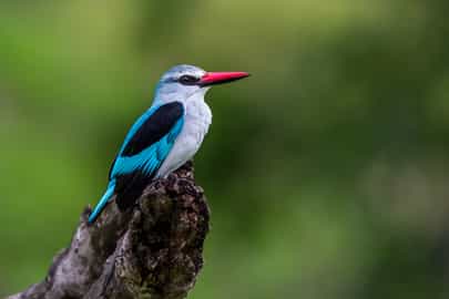 Go on a birding safari in the Central Okavango