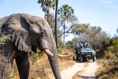 Game Drive