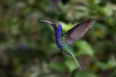 Birdwatching