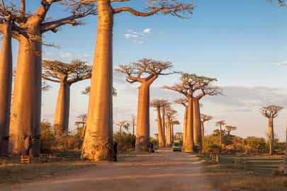 Avenue of the Baobabs