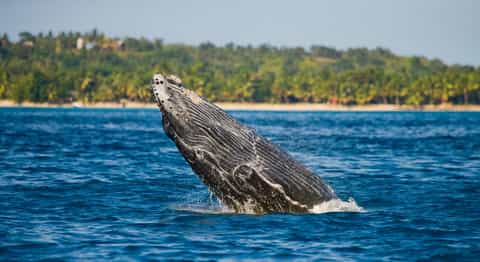 Spot whales on a boat cruise in Nosy Boraha