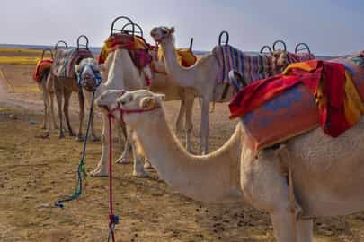 Camel ride