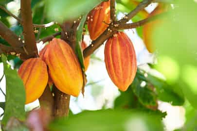 Tour coffee and sugar plantations in Santa Cruz