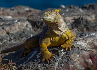 Iguanas