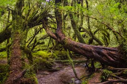 Hike in national parks and enchanted forests