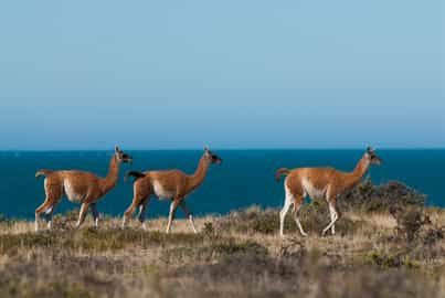 Spot the incredible wildlife of Peninsula Valdes