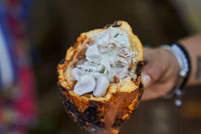 See the tree-to-table chocolate process in action