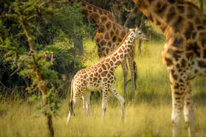 Track Lake Mburo's wildlife on a game drive