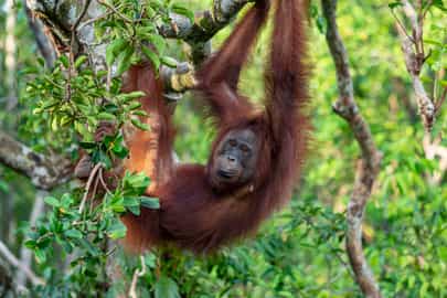 Meet the orangutans of Pondok Tanggui, Kalimantan