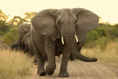 Spot the Big Five on a game drive in Manyeleti