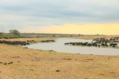 Region image