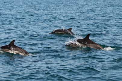 Spot marine life around Tofo, Inhambane