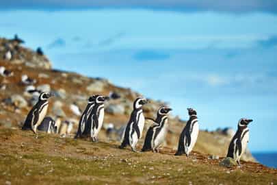 Take a boat tour to a penguin colony