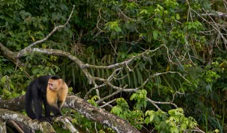 Explore the wonders of Soberania National Park
