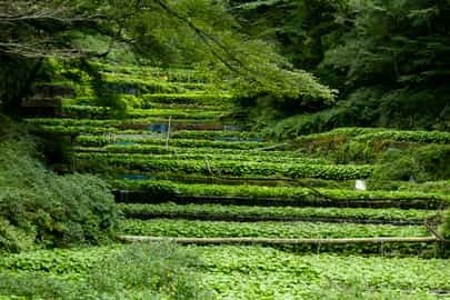 Wasabi Farm