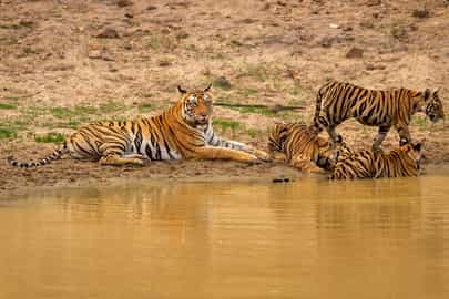 Visit Panna National Park