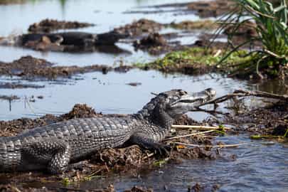 See wildlife on a boat safari in Esteros del Iberá