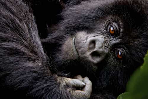 Rwanda