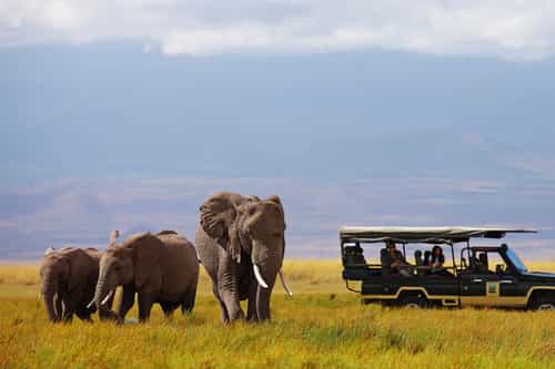 Big five safari