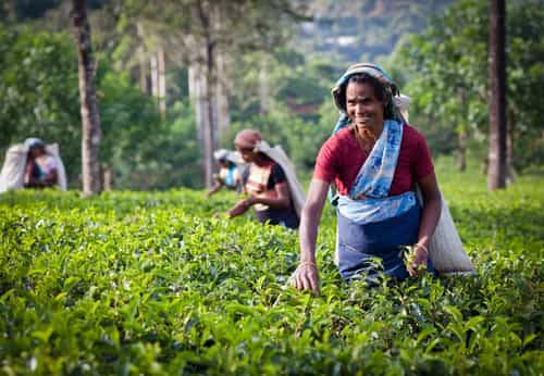 Tea plantations