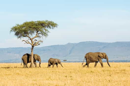 Tanzania