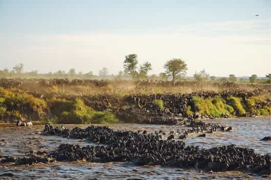Masai Mara