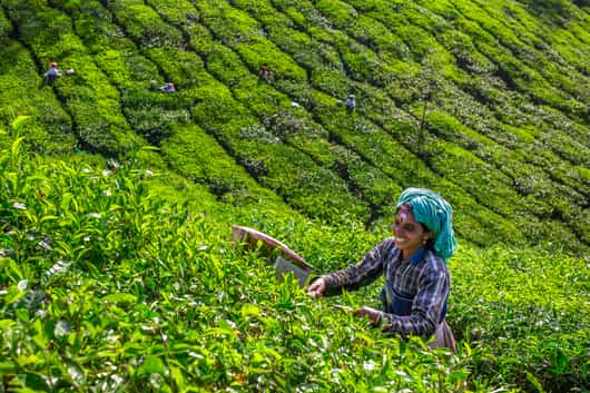 Munnar