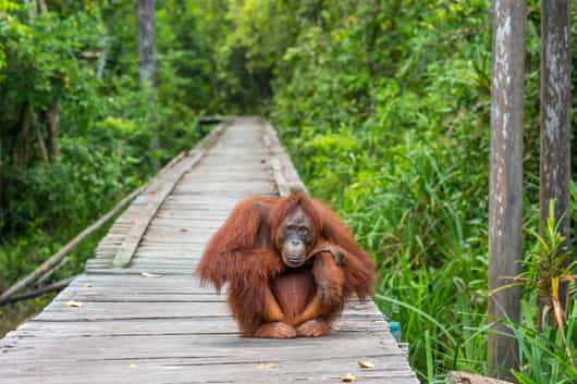 Tanjung Puting National Park