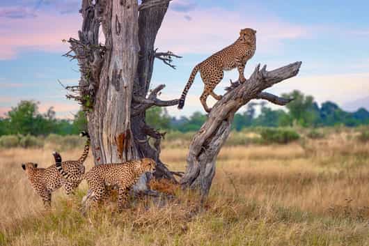 Central Kruger