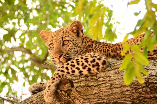 South & West Sabi Sands