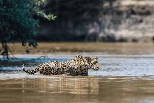 Northern Pantanal 