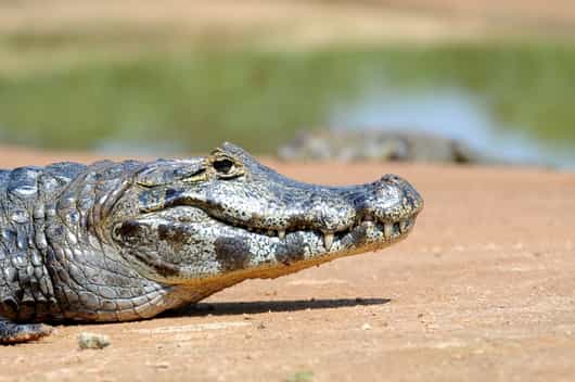 Southern Pantanal