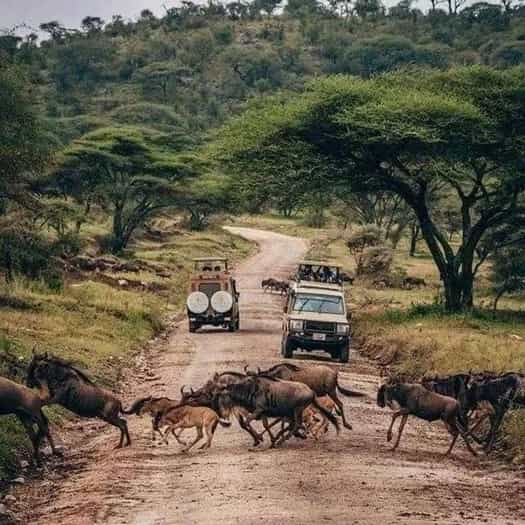 Osero Serengeti Tented Camp